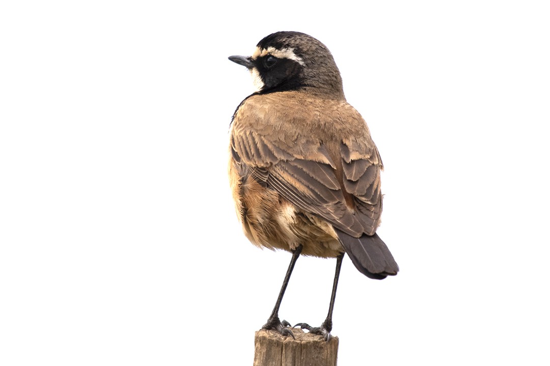 Capped Wheatear