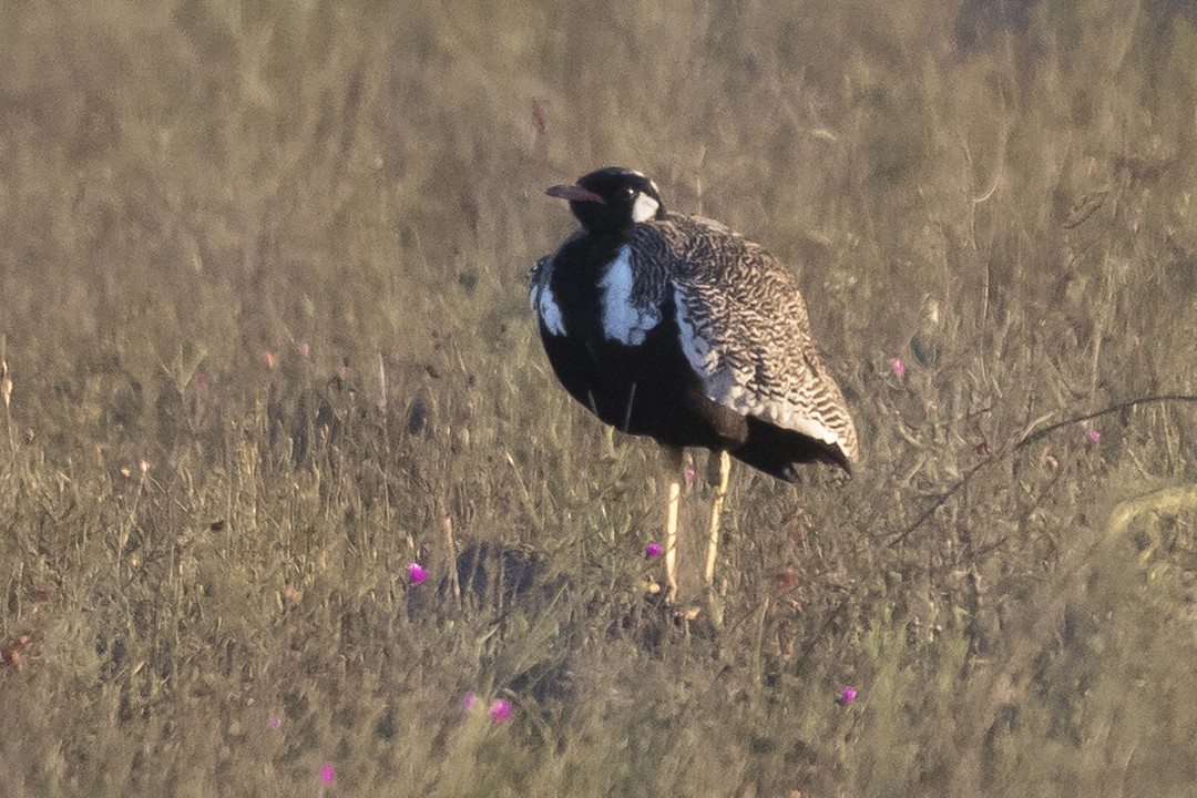 Southern Black Korhaan