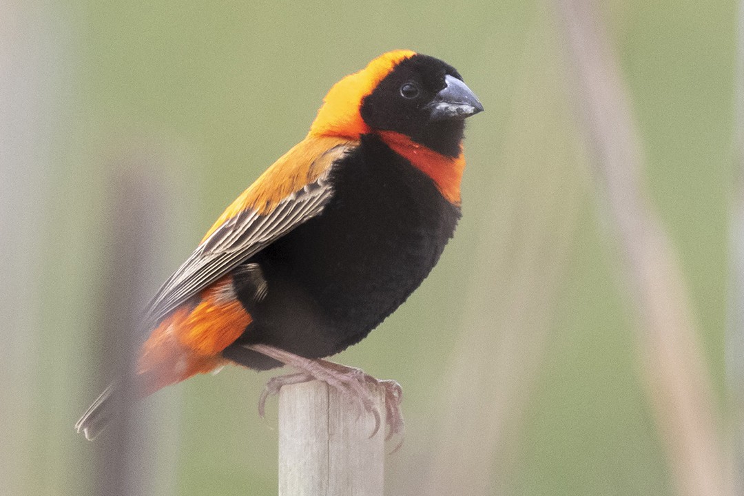Southern Red Bishop