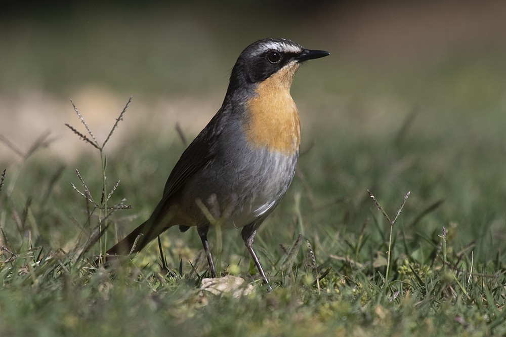 Cape Robin Chat