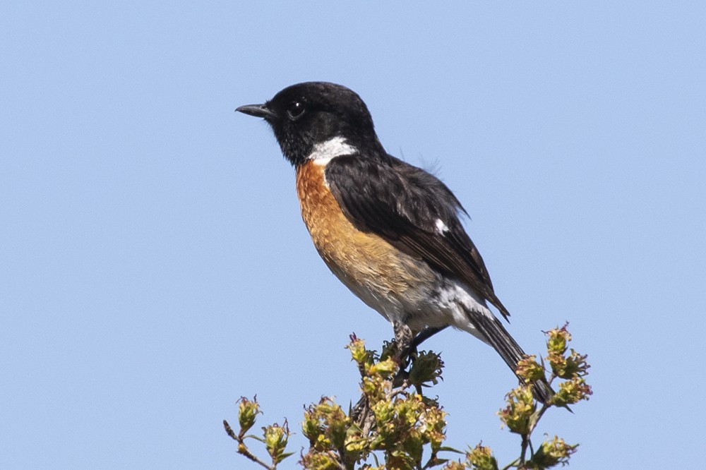 African Stonechat