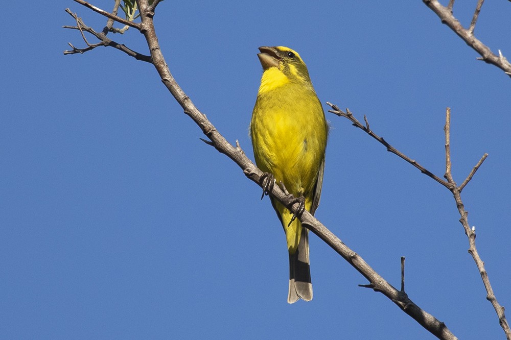 Brimstone Canary
