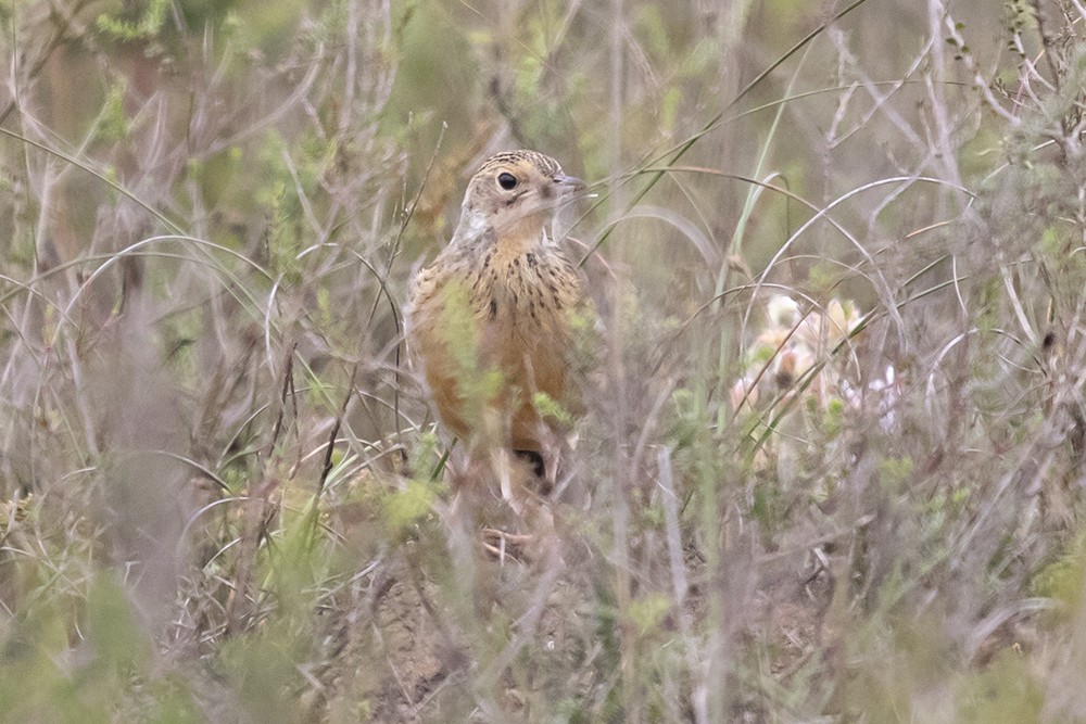 Cape Clapper Lark