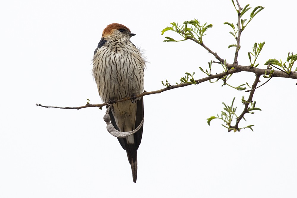Greater Striped Swallow