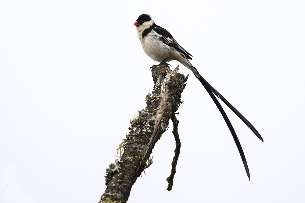 Pin-tailed Whydah