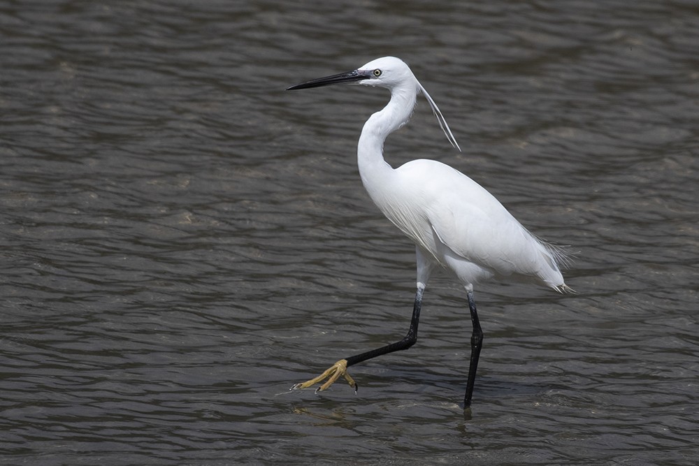 Little Egret