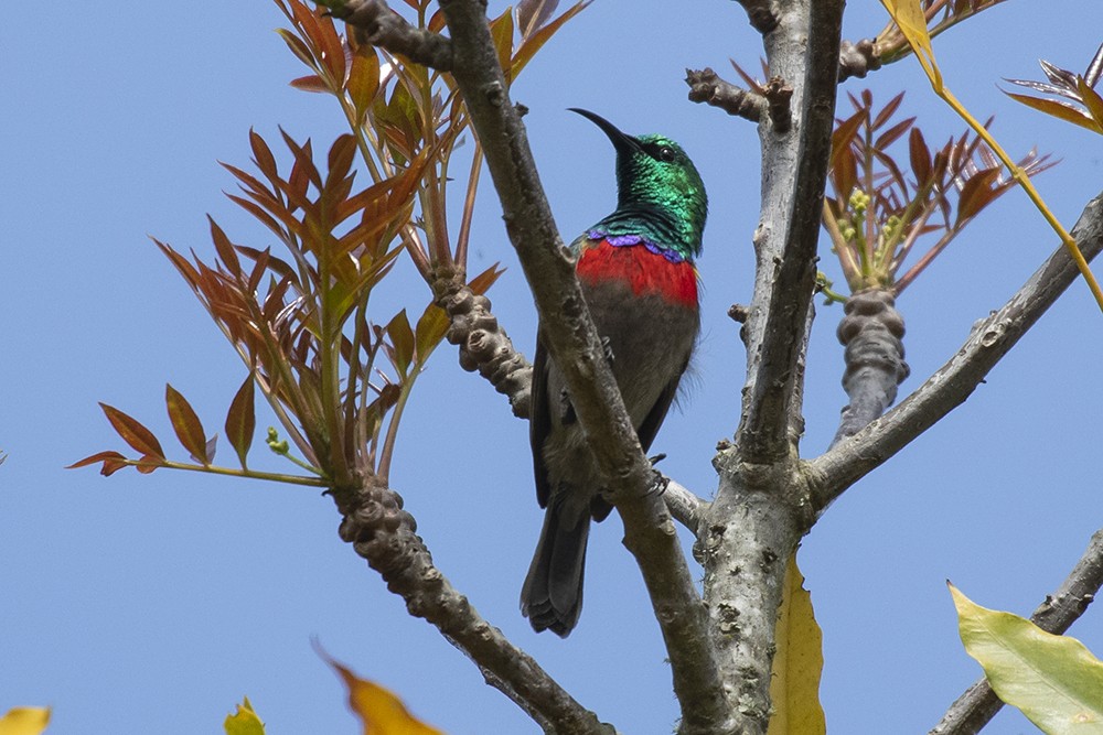 Southern Double-collared Sunbird