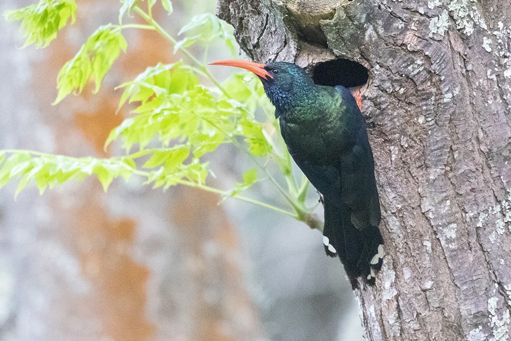 Green Wood Hoopoe