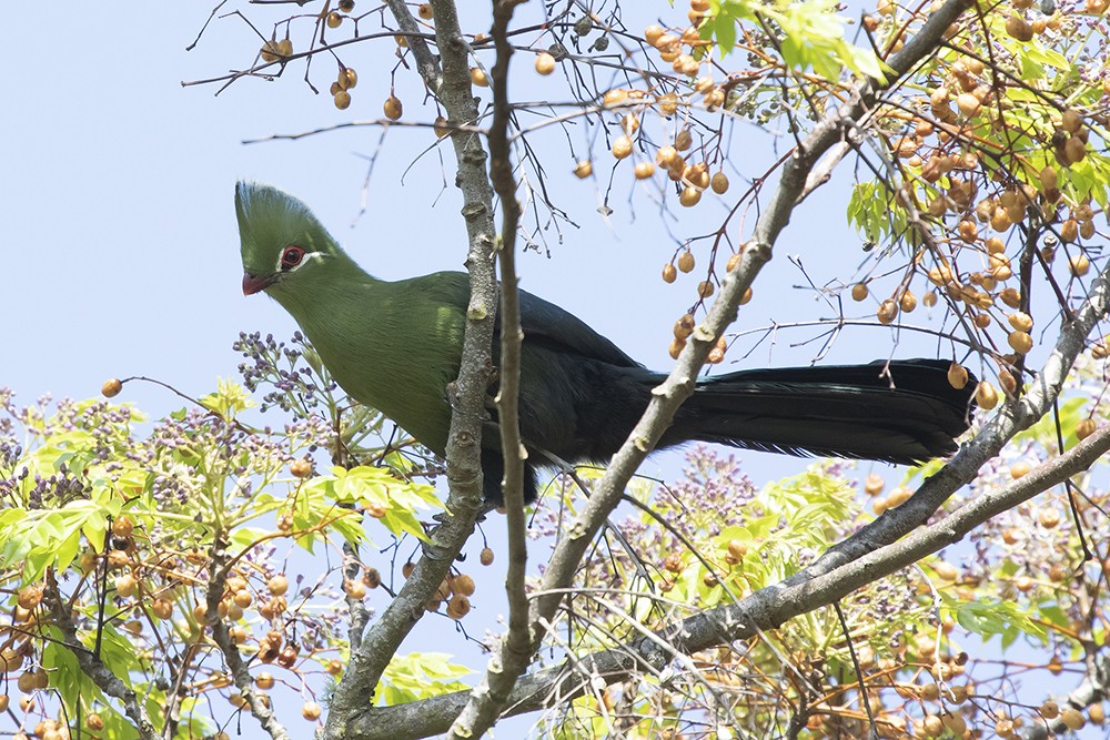 Knysna Turaco