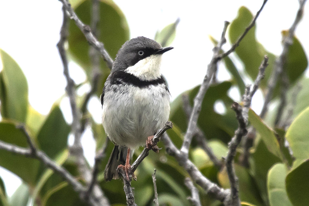 Bar-throated Apalis
