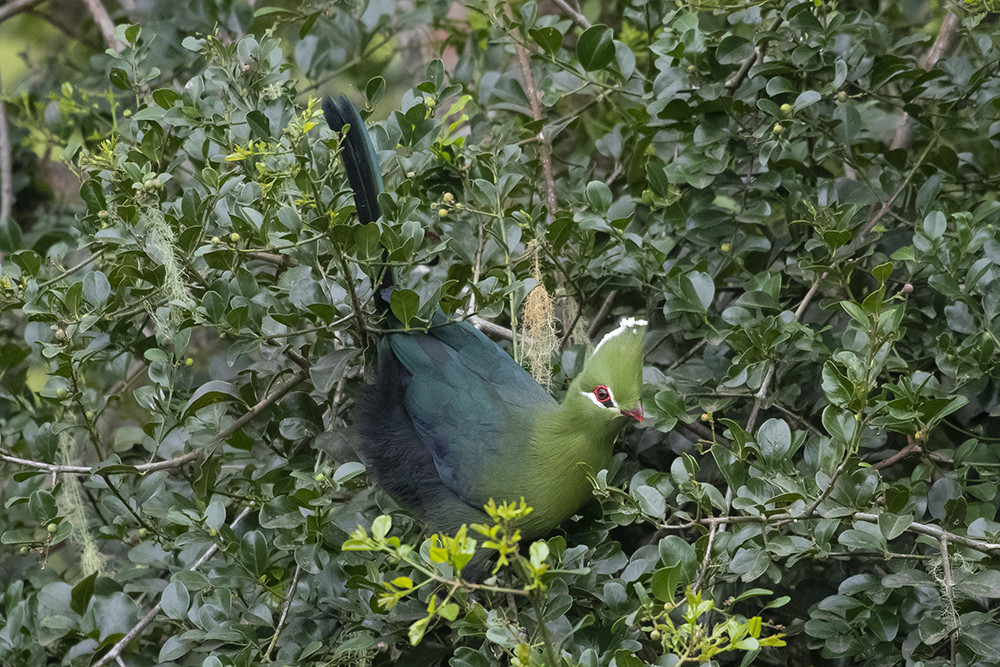Knysna Turaco