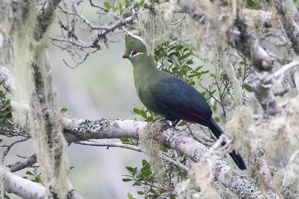 Knysna Turaco
