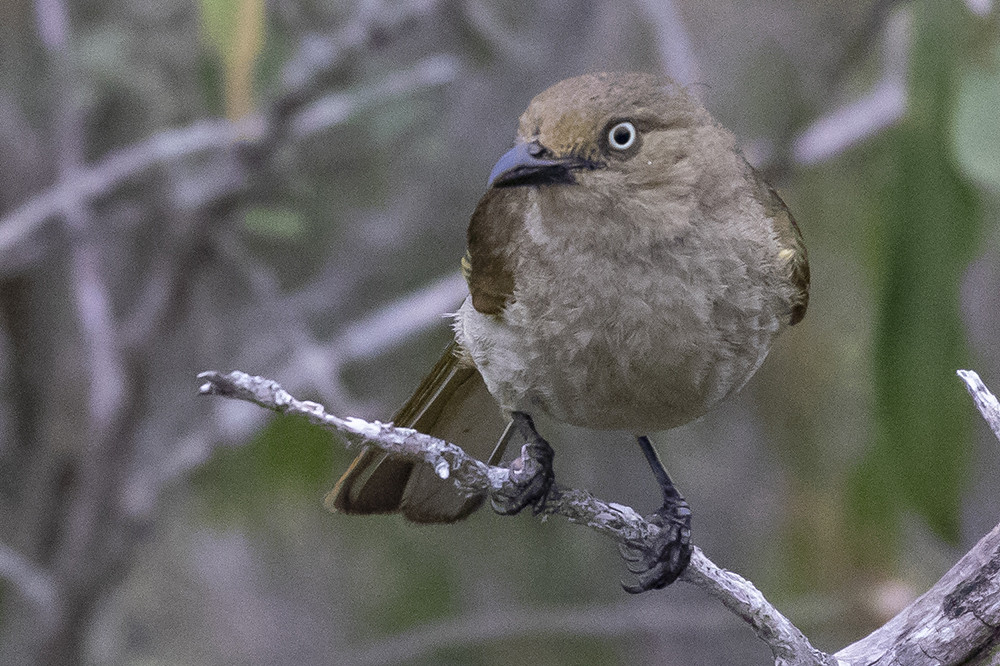 Sombre Greenbul
