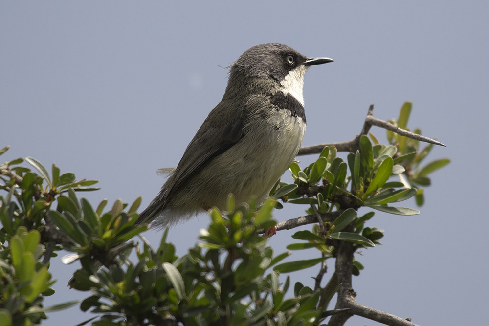 Bar-throated Apalis