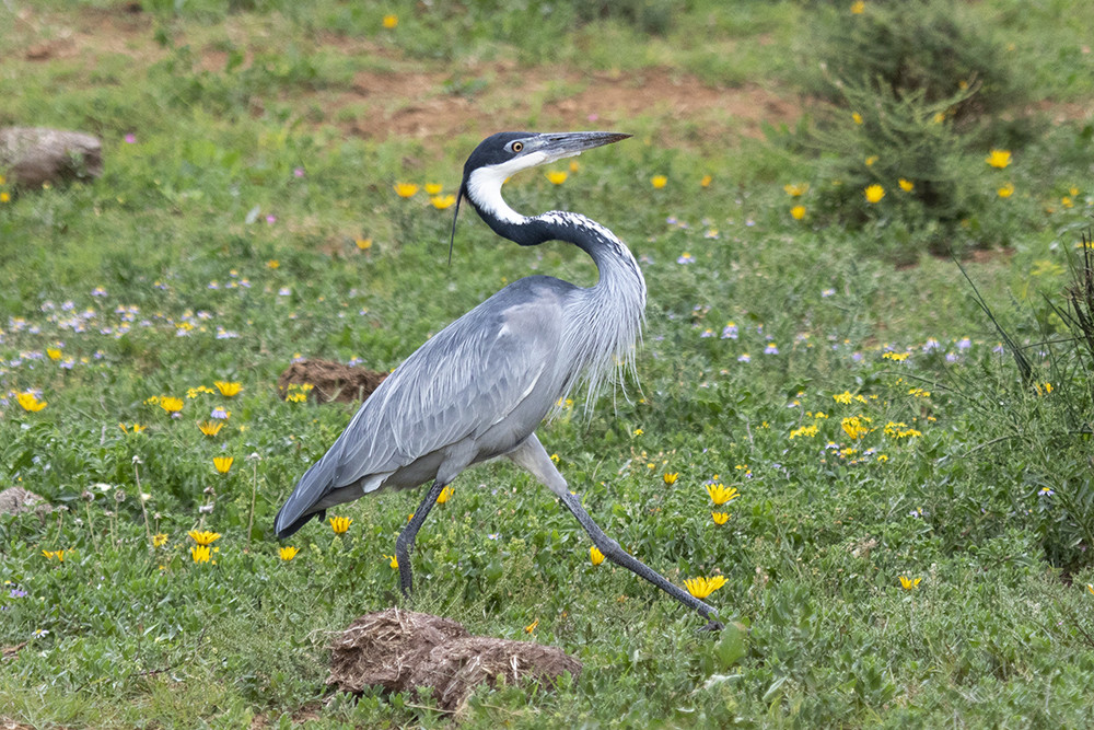 Black-headed Heron