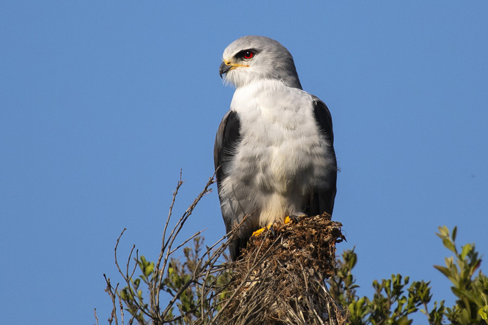 Black-winged Kite