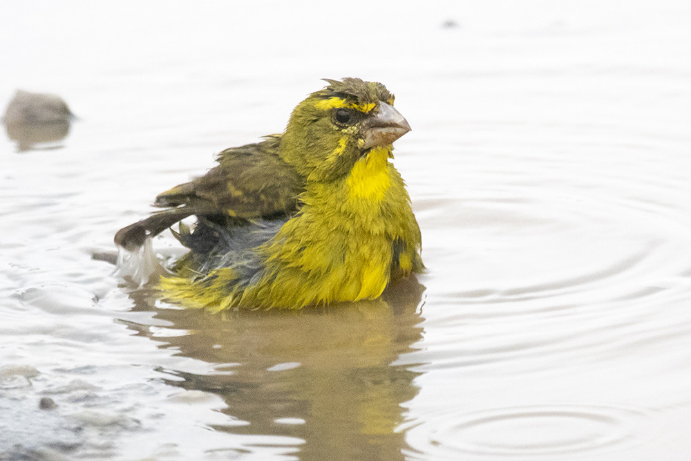 Brimstone Canary