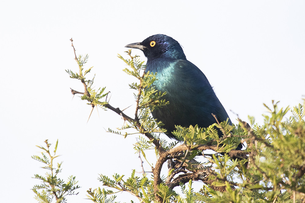 Cape Starling