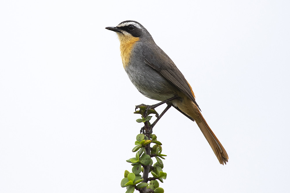 Cape Robin-Chat