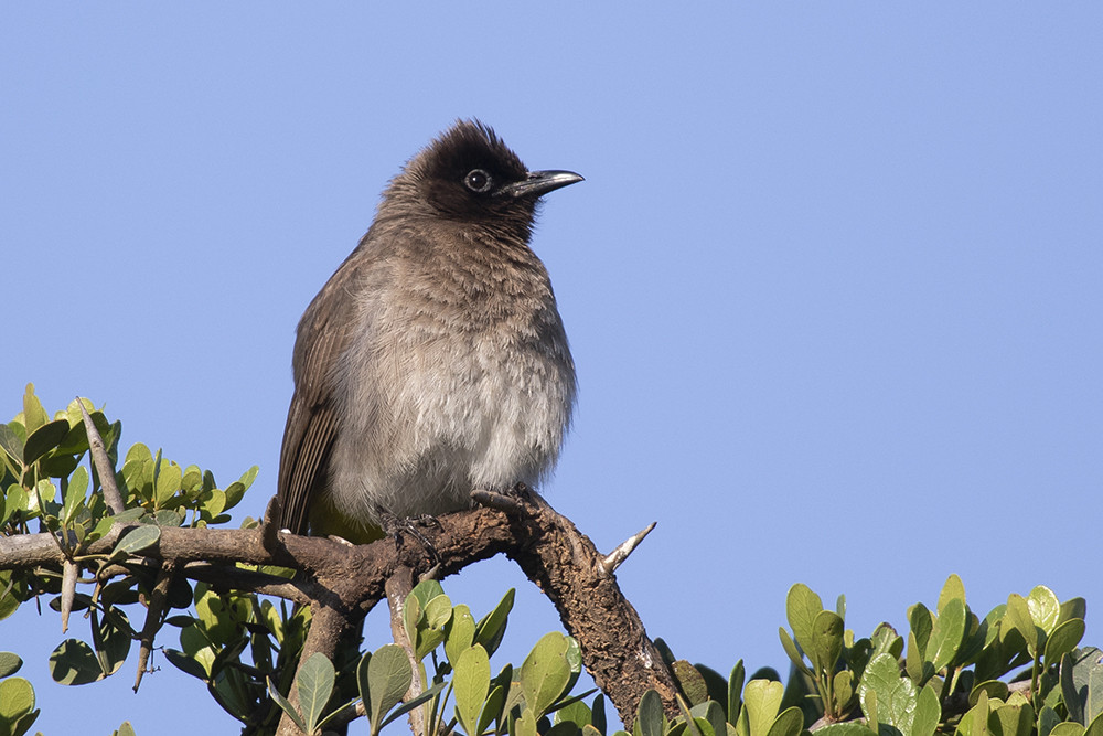 Common Bulbul