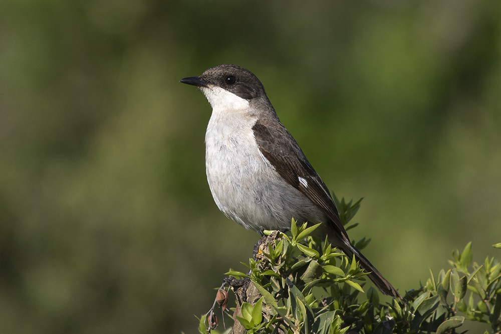 Fiscal Flycatcher