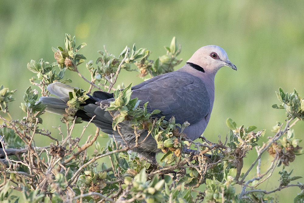 Red-eyed Dove