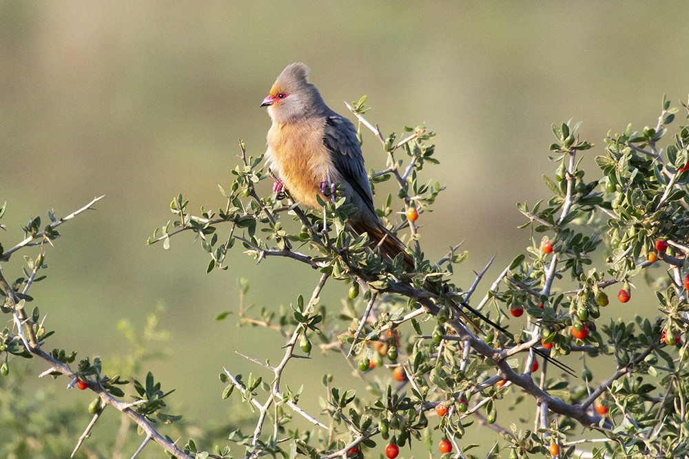 Red-faced Mousebird