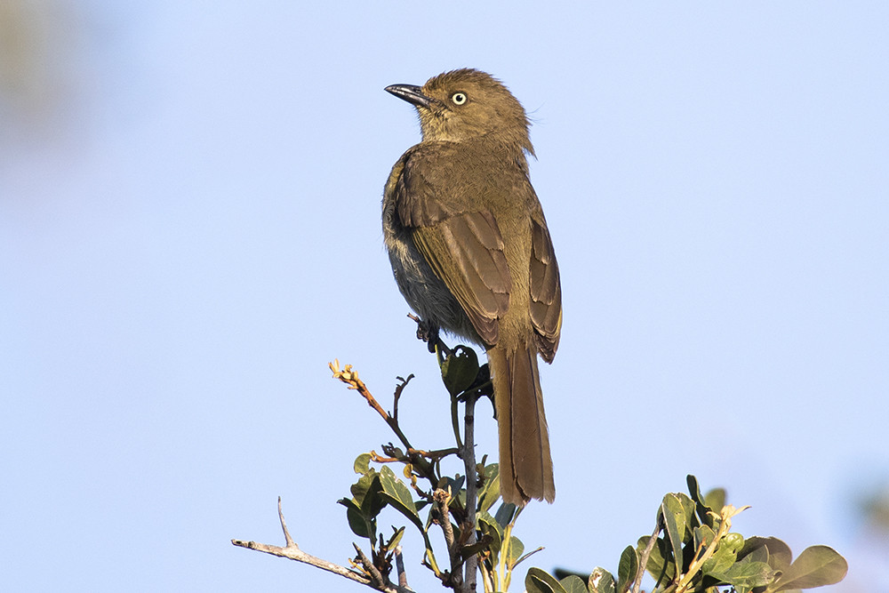 Sombre Greenbul
