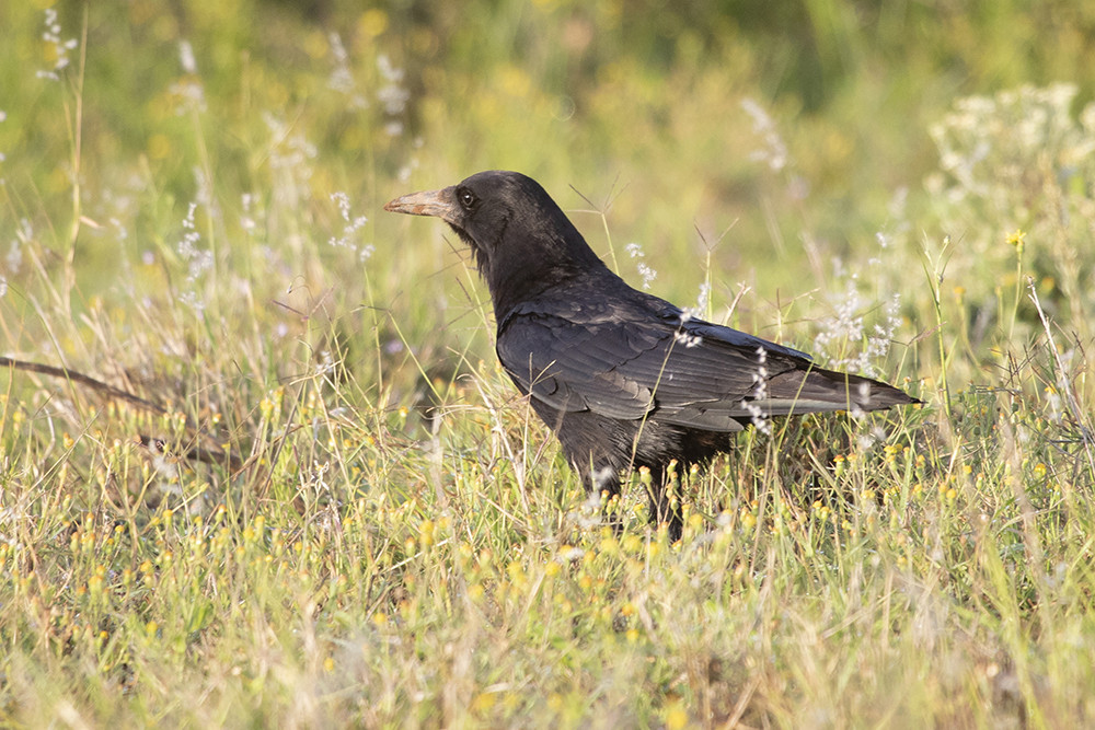 Cape Crow