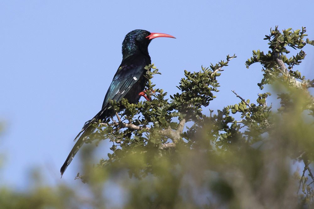 Green Wood Hoopoe