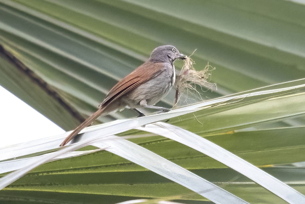 Collared Palm Thrush