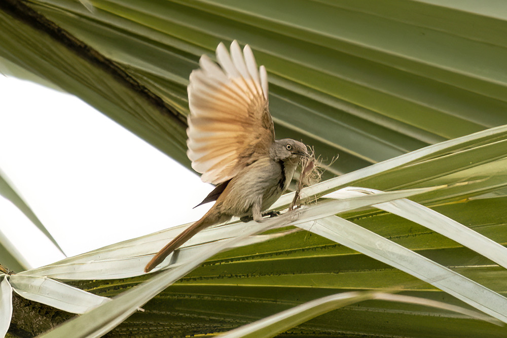 Collared Palm Thrush
