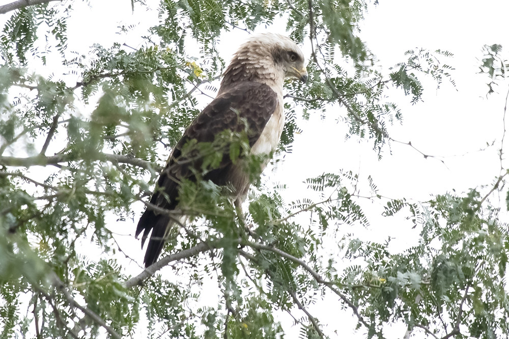 Western Banded Snake Eagle