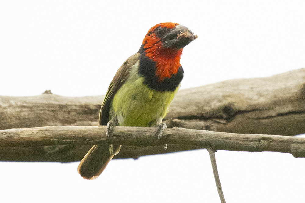 Black-collared Barbet