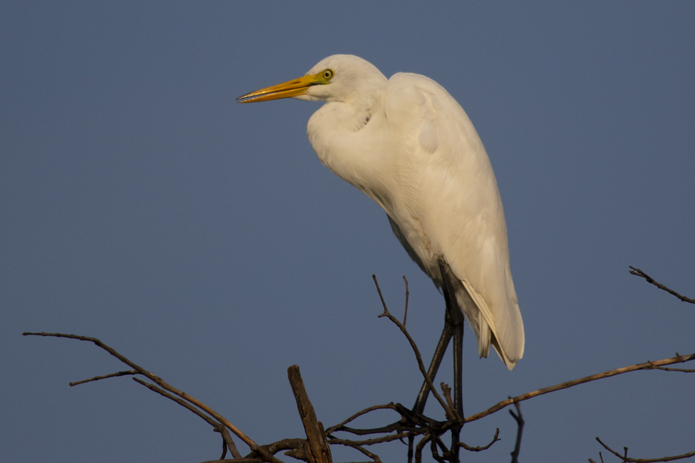 Intermediate Egret