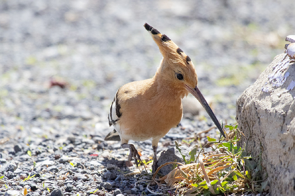 Eurasian Hoopoe