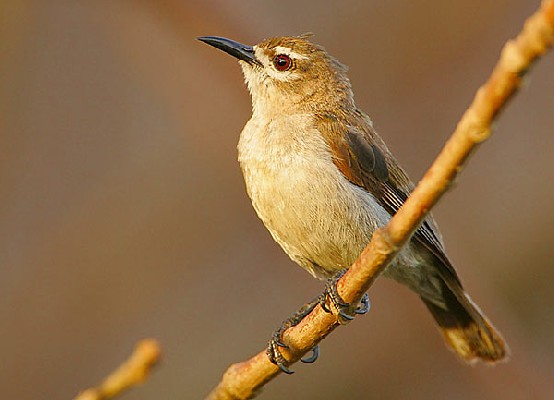 Brown Sunbird