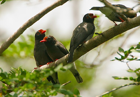 Chestnut-fronted Helmet-Shrike.    The Clan