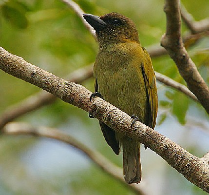 Green Barbet
