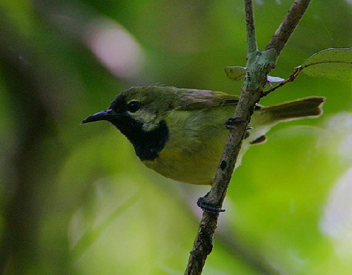 Plain-backed Sunbird
