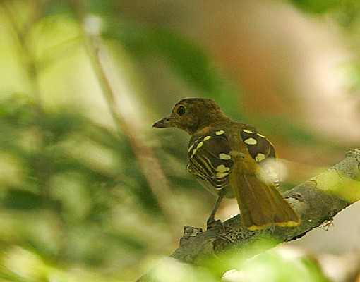 Eastern Nicator