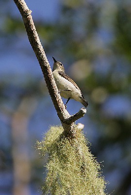 Amani Sunbird female