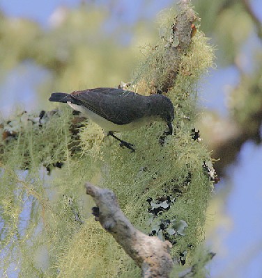Amani Sunbird female