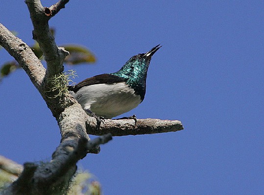 Amani Sunbird male