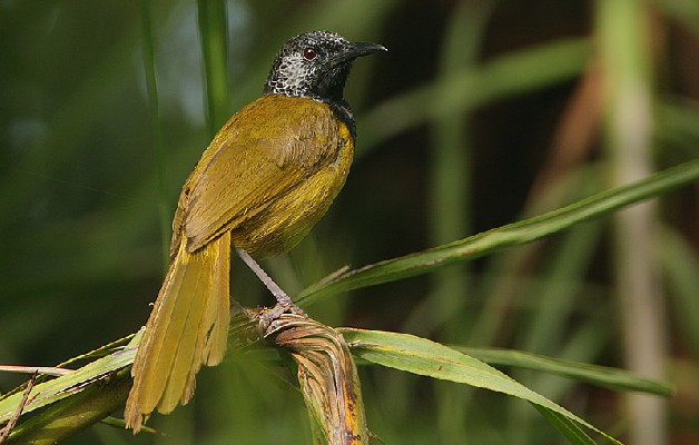 Oriole Warbler (Moho)