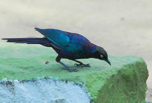 Rüppell's Starling