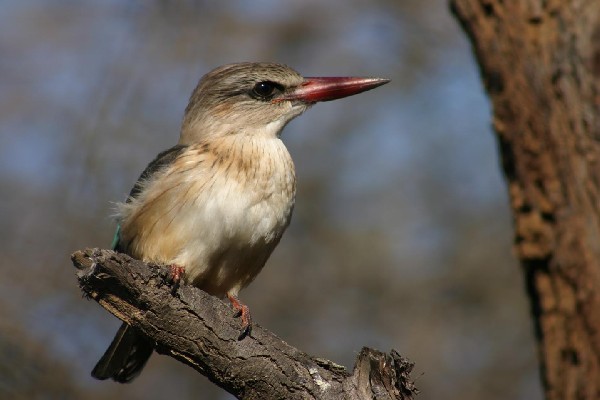 Brown-hooded Kingfisher