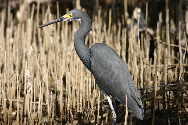 Dimorphic Egret