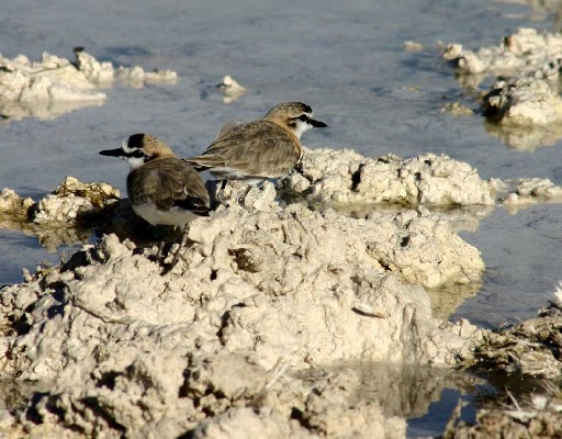 White-fronted Plover