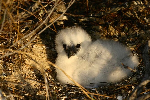 Red-tailed Tropicbird
